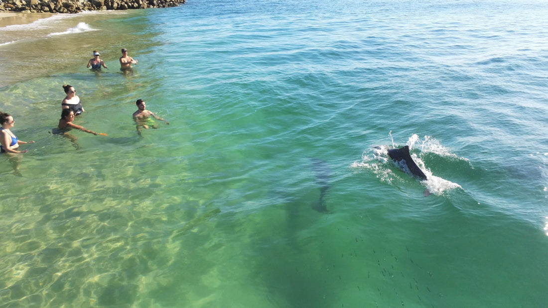 A group of swimmers enjoying a close encounter with a dolphin in the clear turquoise waters near North Stradbroke Island (Minjerribah)