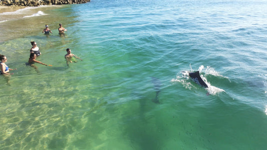 A group of swimmers enjoying a close encounter with a dolphin in the clear turquoise waters near North Stradbroke Island (Minjerribah)
