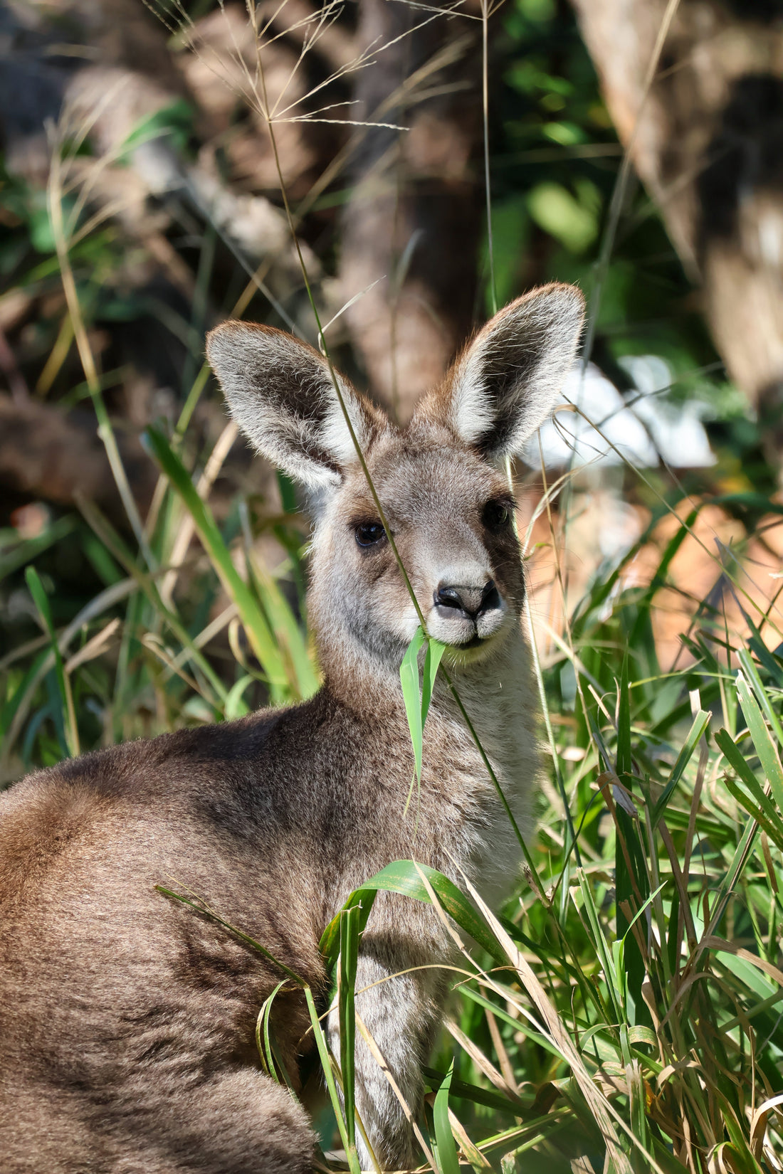 Kangaroo eating grass in the wild on North Stradbroke Island, Australia