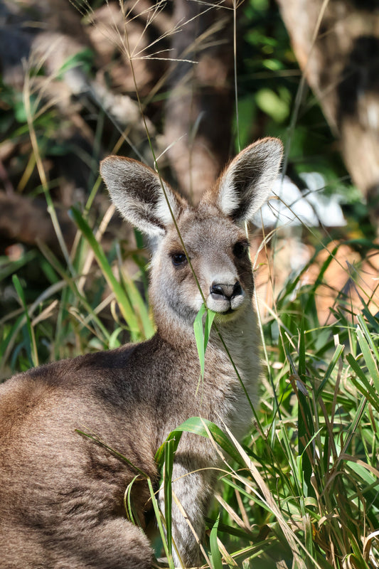 Kangaroo eating grass in the wild on North Stradbroke Island, Australia