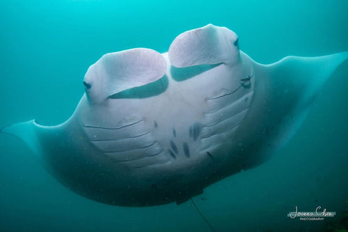 Manta Rays