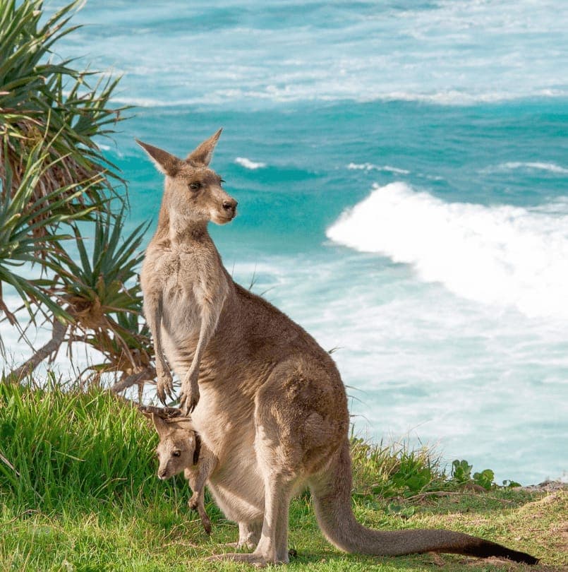 A kangaroo with a joey in her pouch standing on a grassy cliff overlooking the turquoise ocean on North Stradbroke Island (Minjerribah), surrounded by native coastal vegetation