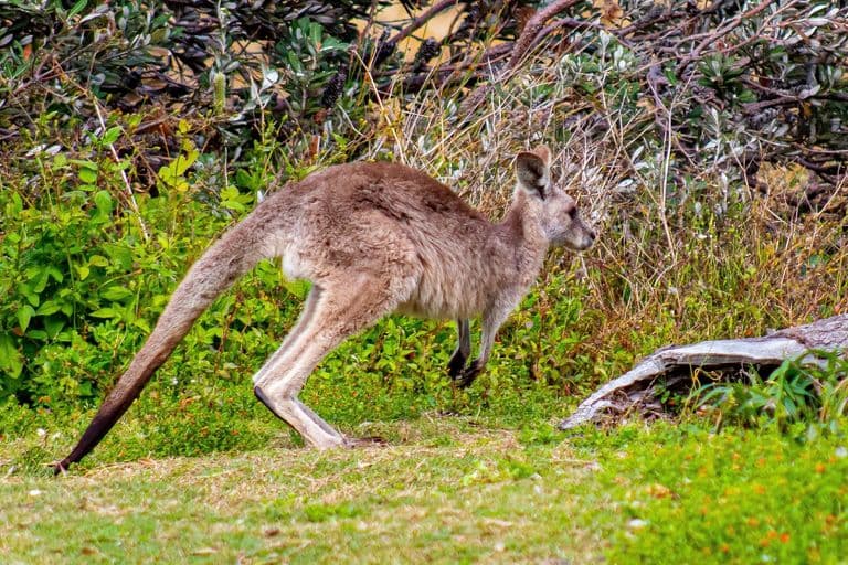 Eastern grey kangaroo mid-hop through North Stradbroke Island bushland
