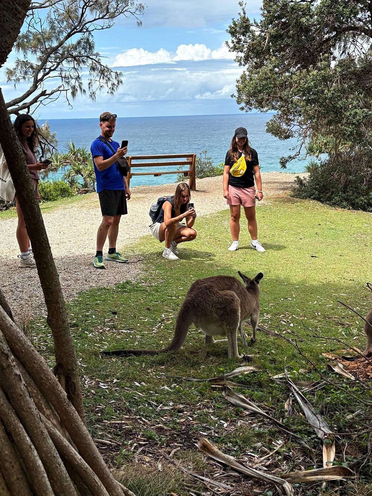 A small group photographs a kangaroo grazing on a grassy clifftop above the ocean