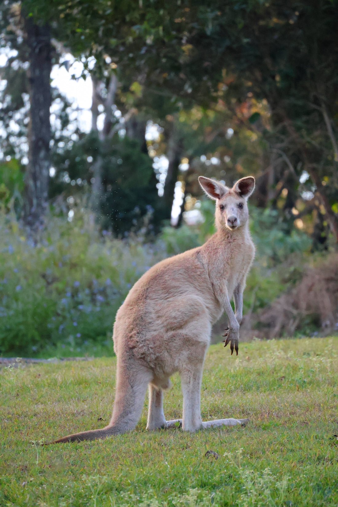 Stradbroke Island vs Moreton Island: Which Brisbane Island Day Tour is Right for You?