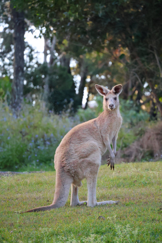Stradbroke Island vs Moreton Island: Which Brisbane Island Day Tour is Right for You?