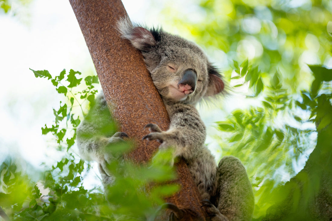 🐾 Wildlife Wonders of Stradbroke Island: What You’ll See on Our Tour