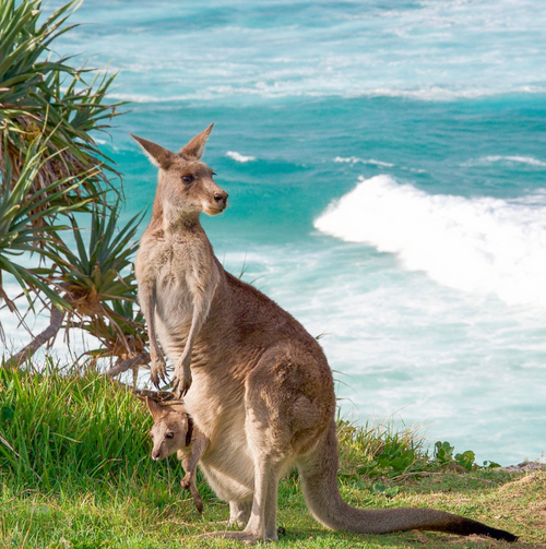 Kangaroos