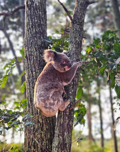 North Stradbroke Island Tour