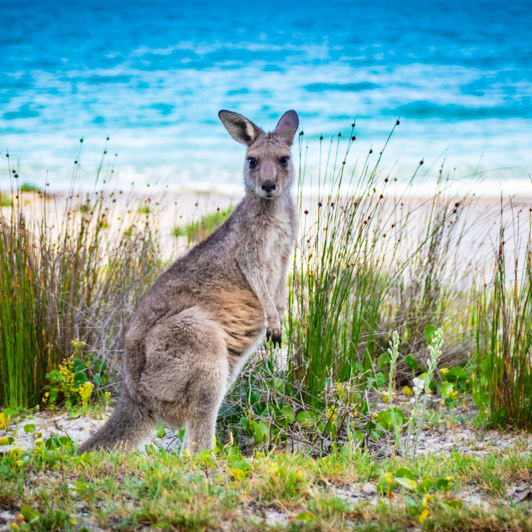 cultural tours stradbroke island