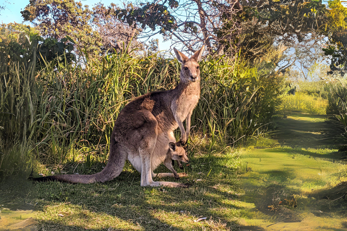 Stradbroke Island Tour | Day trip from Brisbane