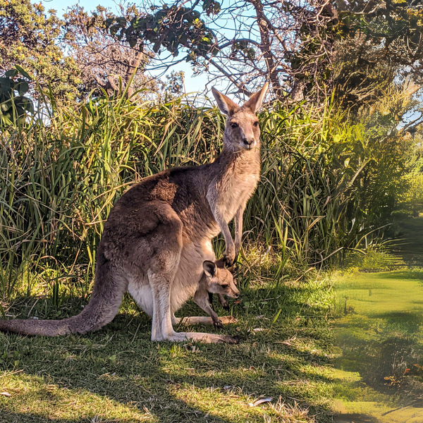 Stradbroke Island Tour | Day trip from Brisbane