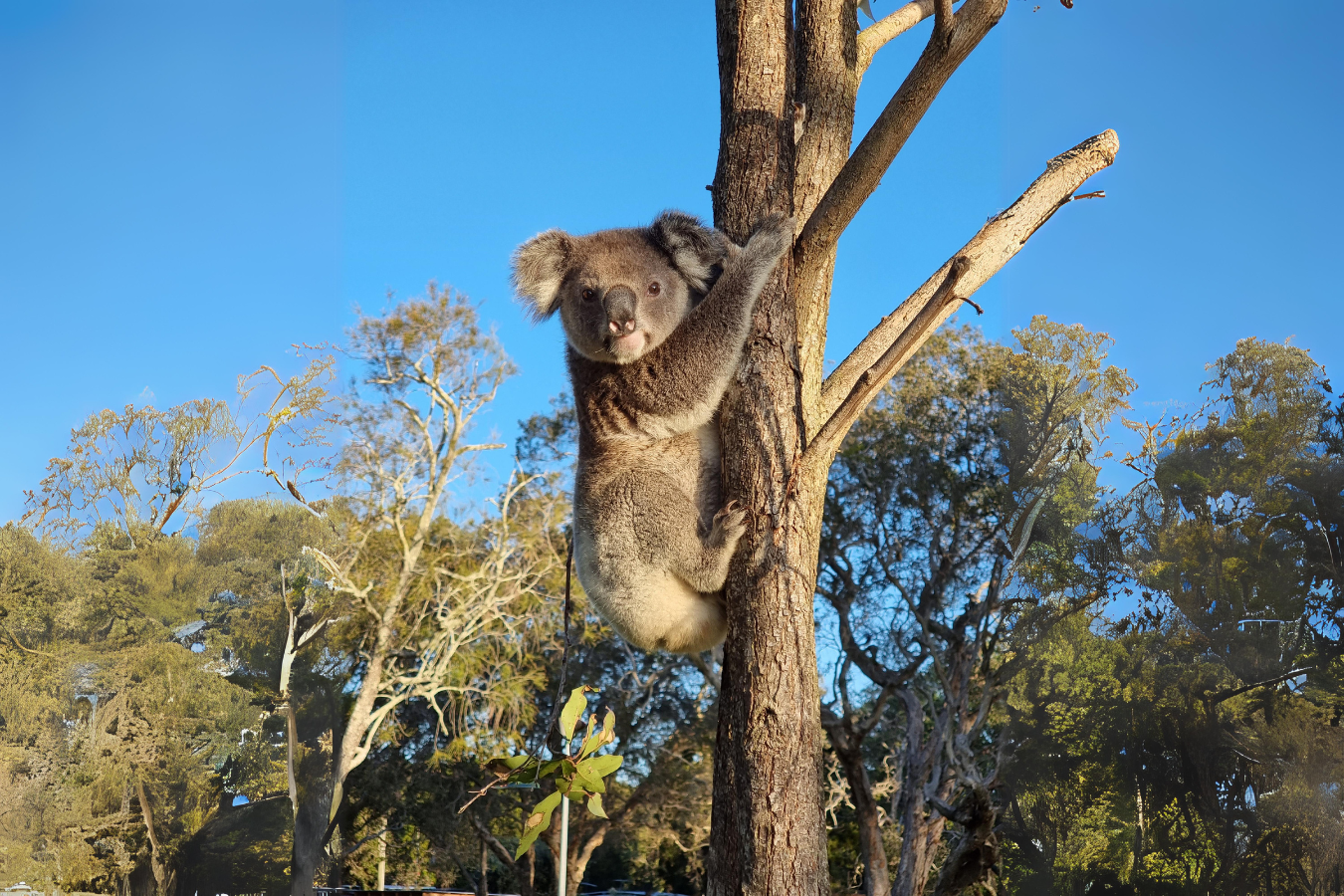 Stradbroke Island Tour | Day trip from Brisbane