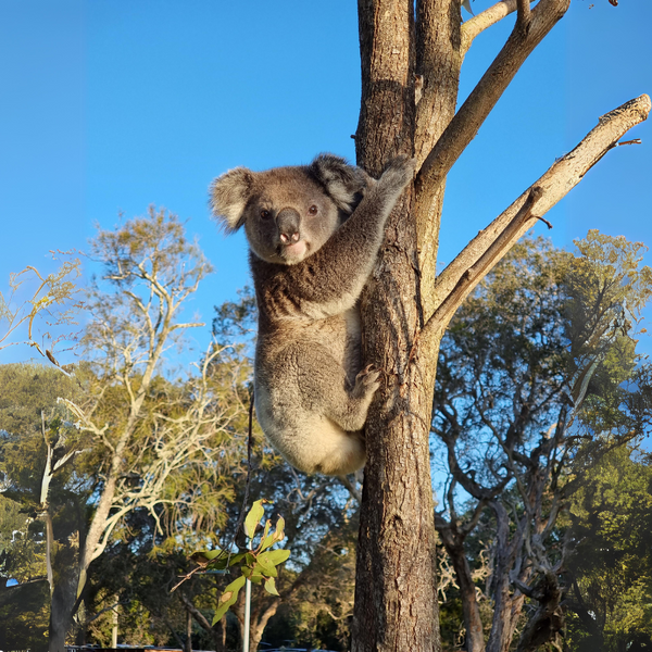 Stradbroke Island Tour | Day trip from Brisbane