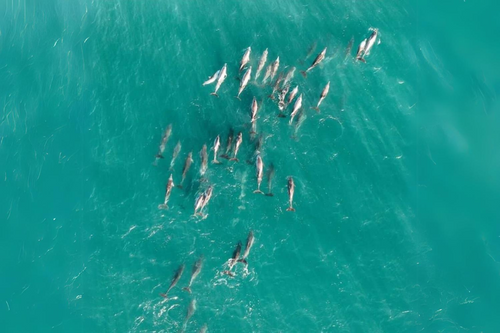 Dolphins